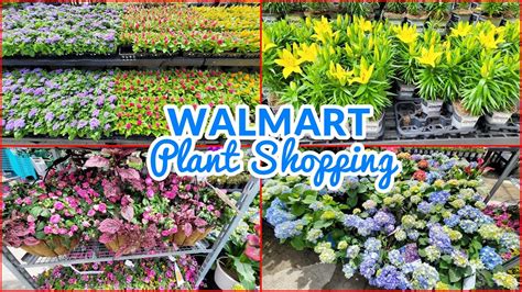 walmart garden center|walmart garden center plants prices.